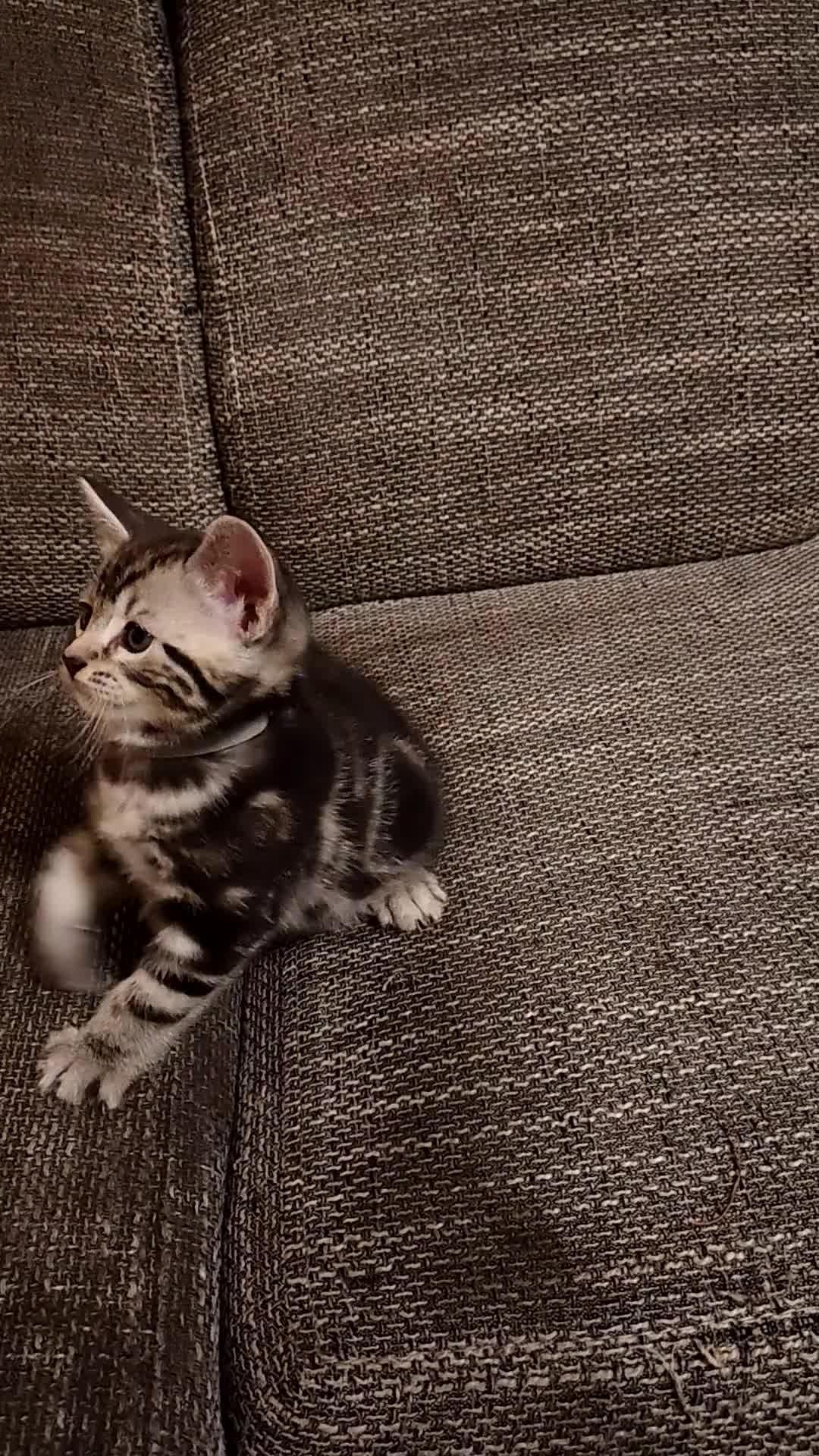 Mixed Breed cats for sale: Cute Bengal mix Kittens looking for loving homes🐱 - Video 1