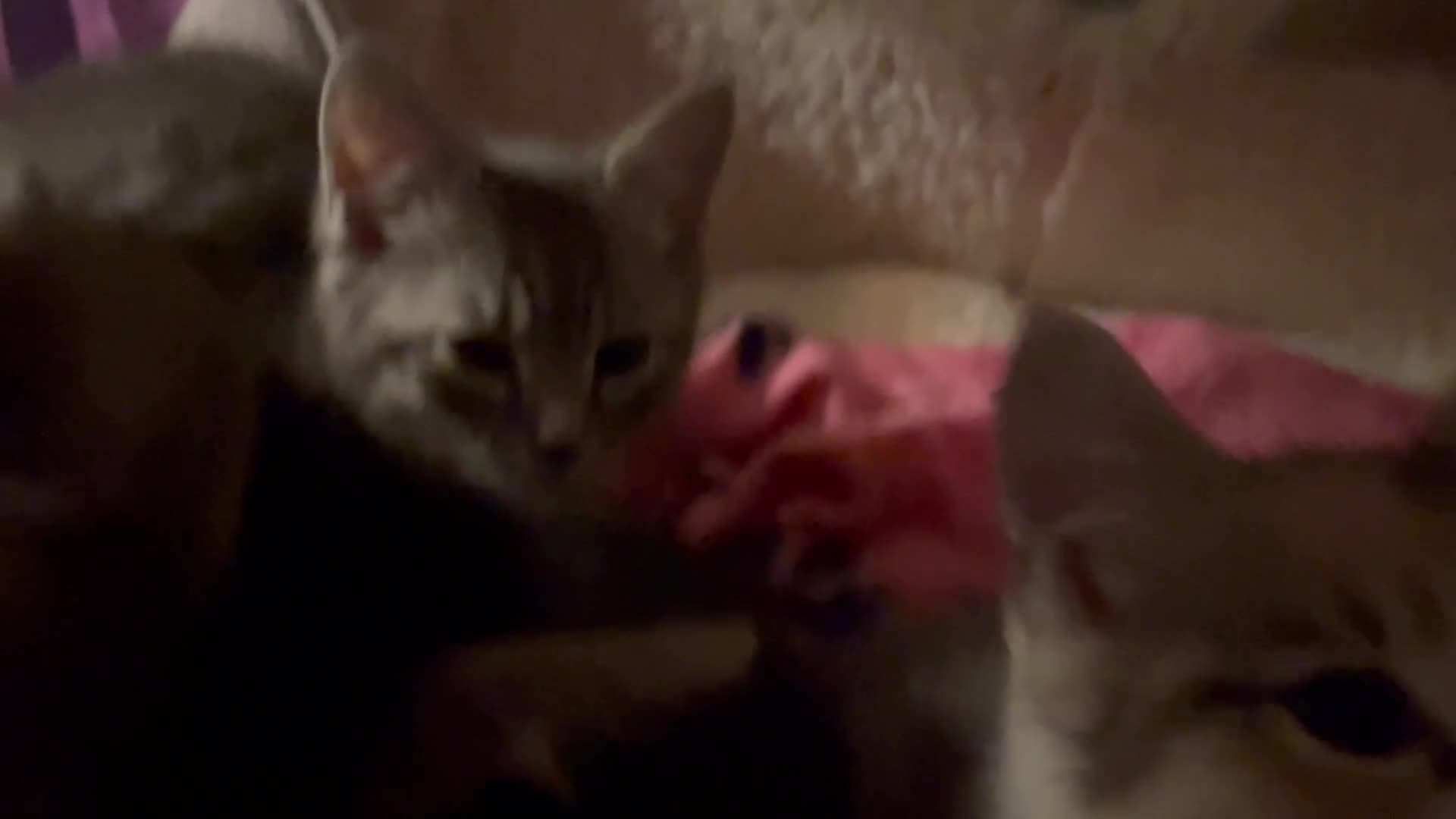 Mixed Breed cats for sale: Kittens  - Video 1