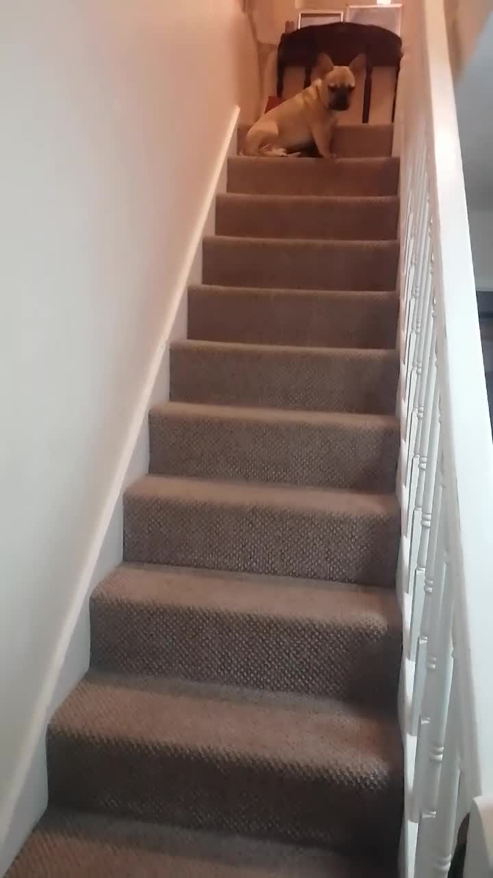 French Bulldog dogs for sale: Lovely dog - Video 1