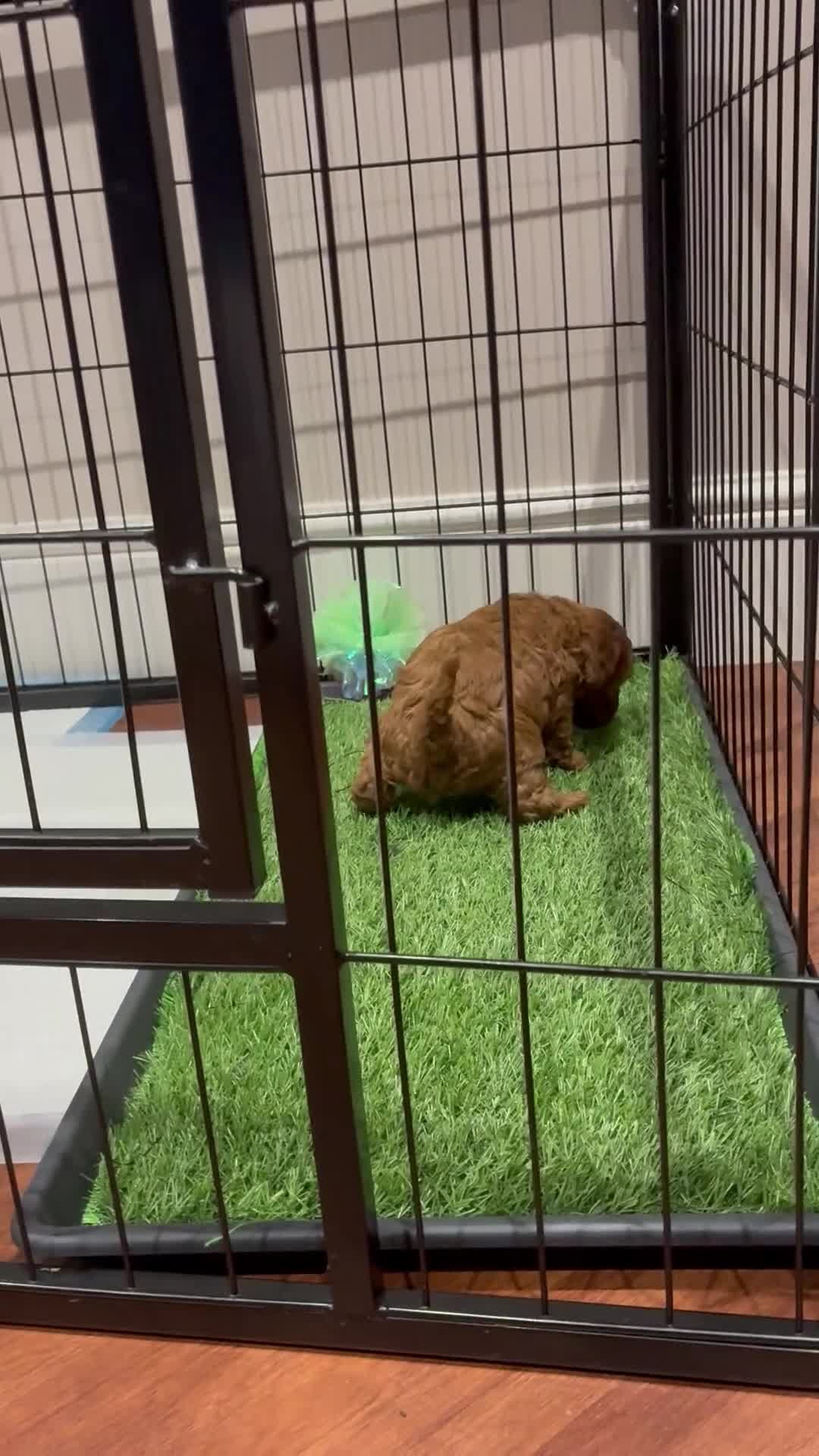 Toy Poodle dogs for sale: 5* Champion Bloodline  Asian Toy Poodles - Video 1