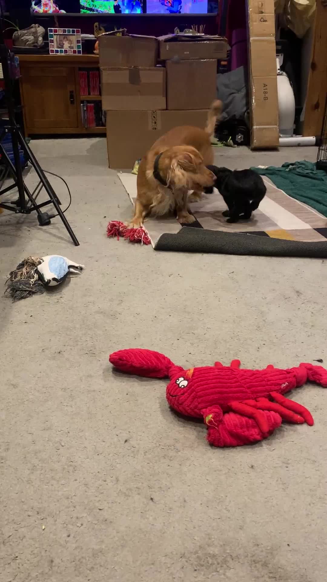 Cocker Spaniel dogs for sale: Cocker Spaniel Puppies for Sale - Video 1