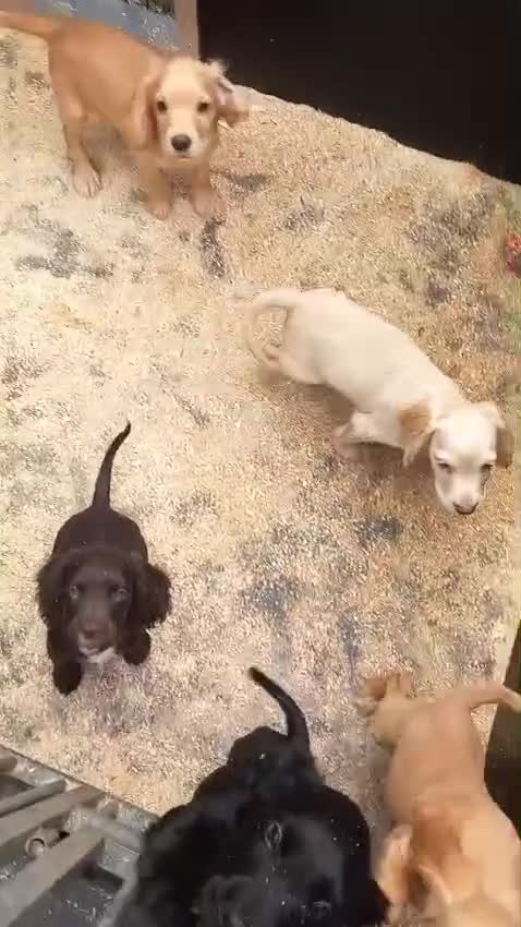 Cocker Spaniel dogs for sale: A stunning litter of cocker spaniel pups in King's Lynn - Video 1