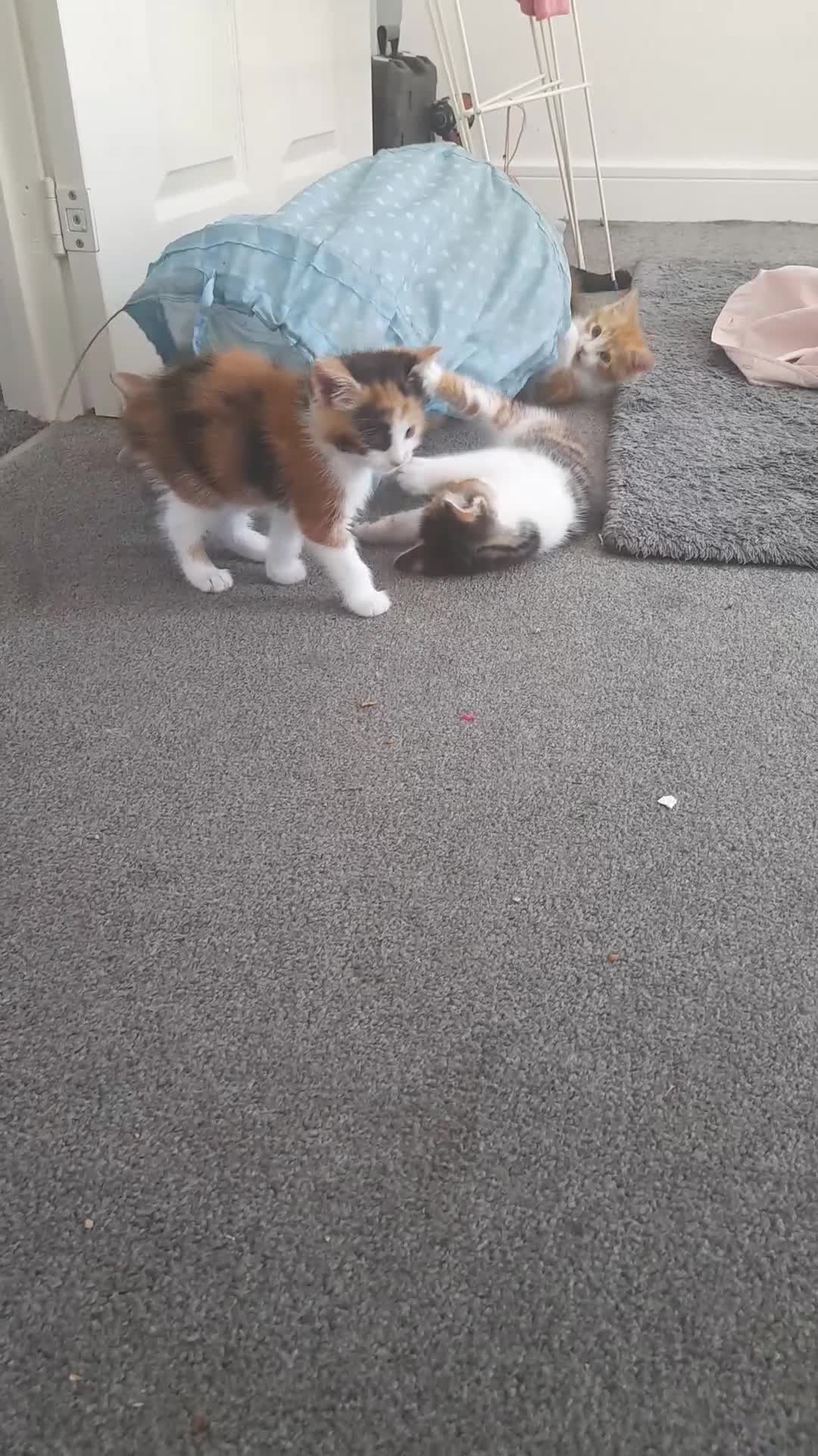 Mixed Breed cats for sale: 4 kittens ready for forever homes in Bristol - Video 1