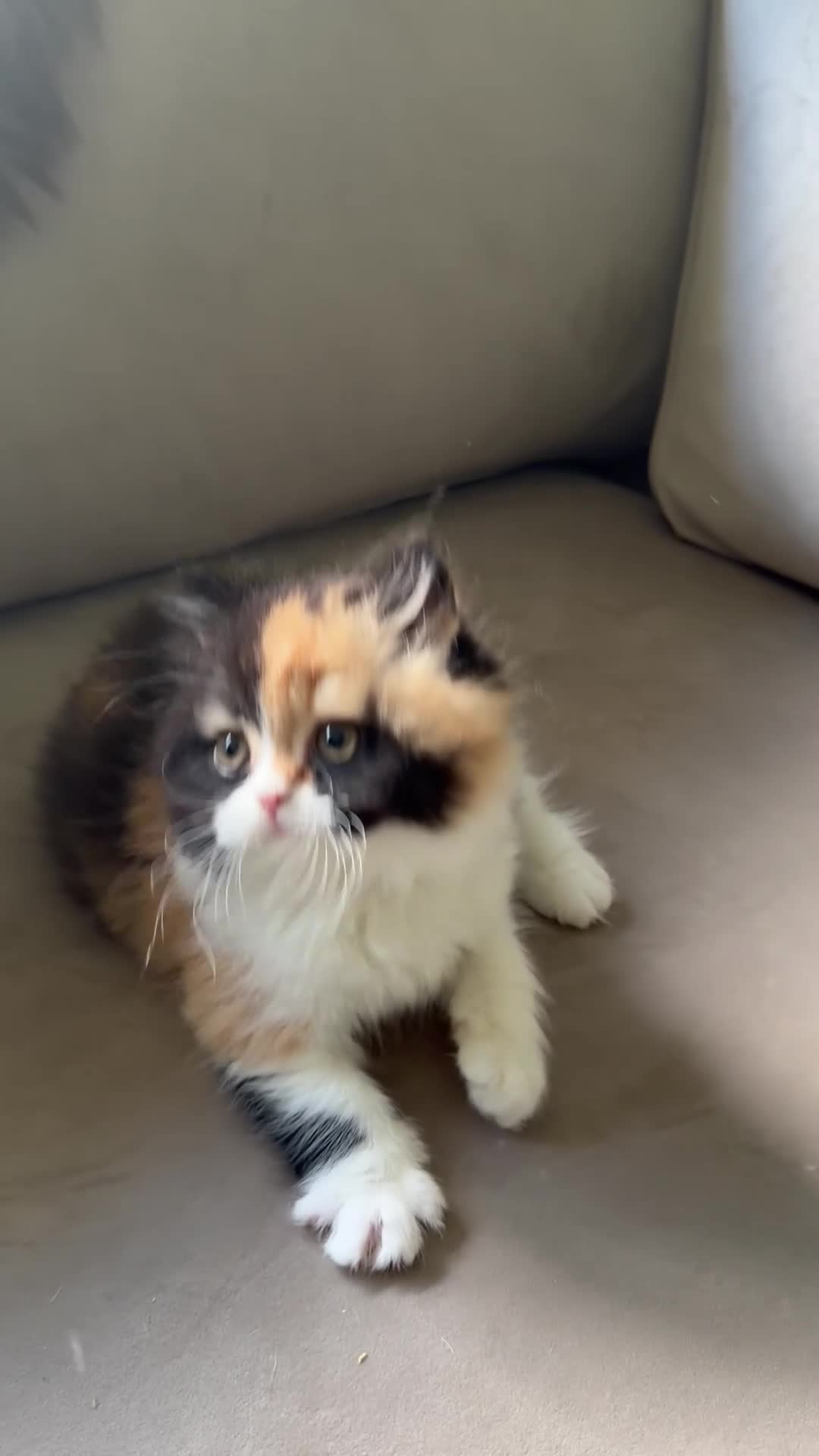 British Longhair cats for sale: Black tortie and white cinnamon carrier  - Video 2