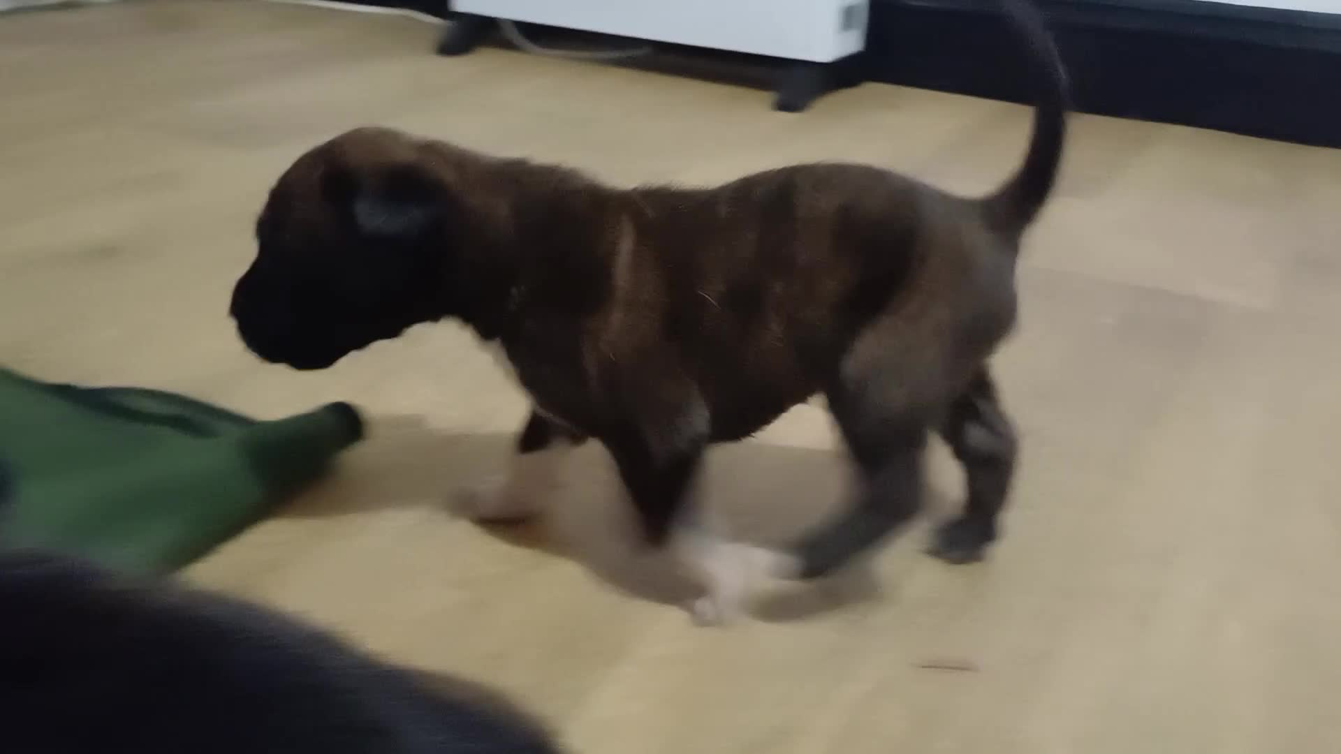 Mixed Breed dogs for sale: 3 PUPS LEFT READY TO LEAVE. - Video 2