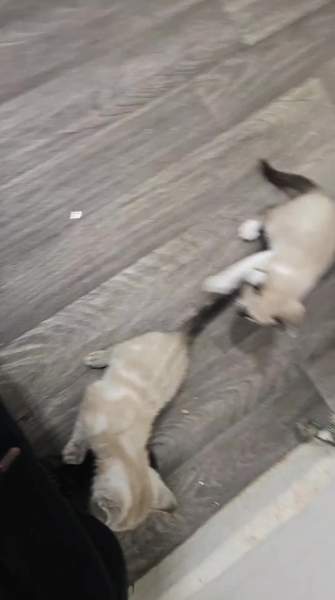 Mixed Breed cats for sale: Stunning 😍 mixed siamese kittens 😸  in Birmingham - Video 1