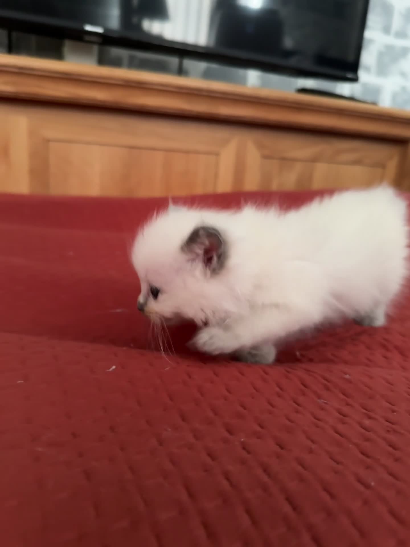 Ragdoll cats for sale: 2 Beautiful ragdoll kittens - Video 1