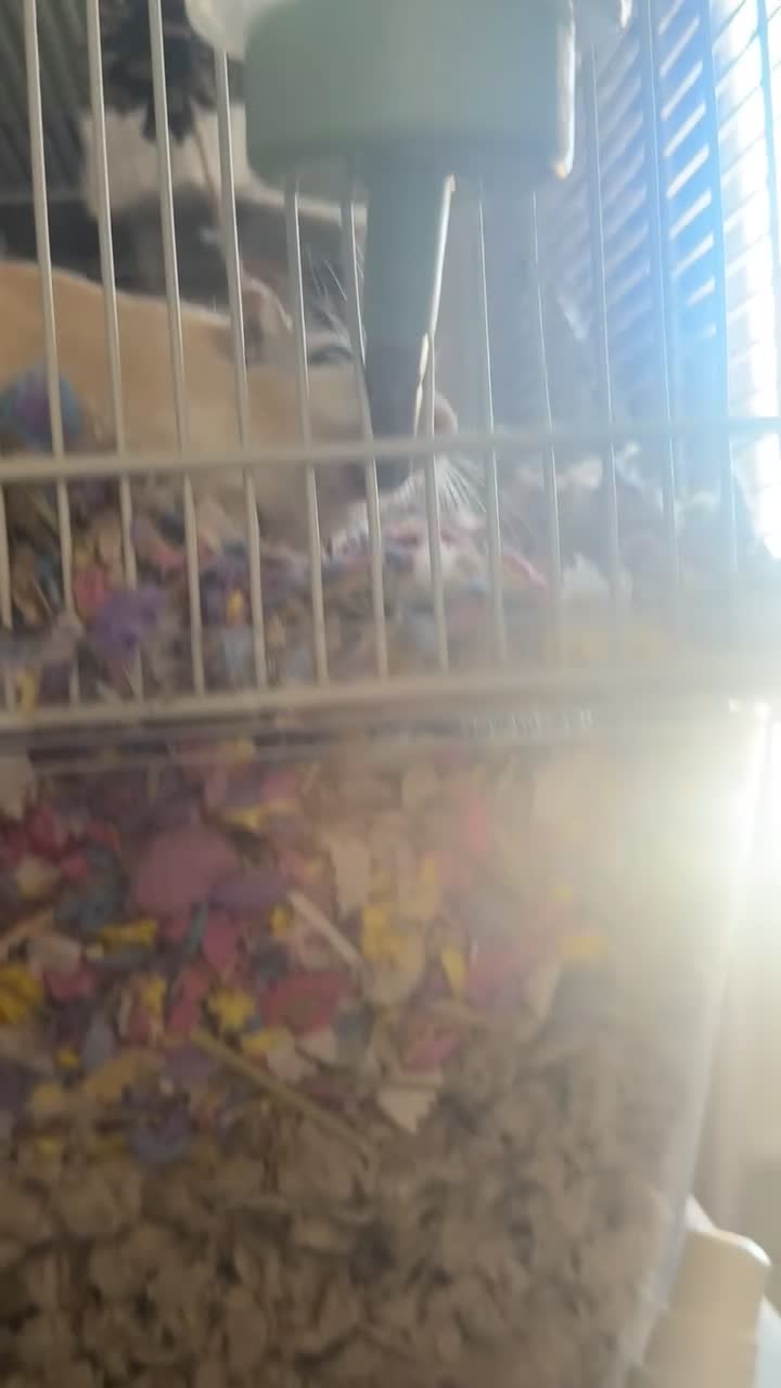 Gerbil rodents for sale: 2 male bonded gerbils looking for a new home - Video 1