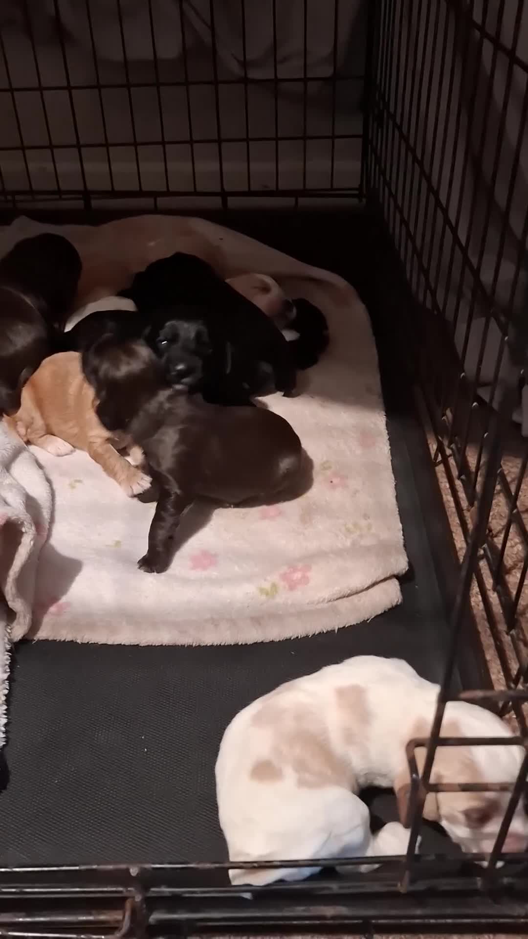 Cocker Spaniel dogs for sale: Gorgeous litter of Working Cocker Spaniel puppies - Video 1