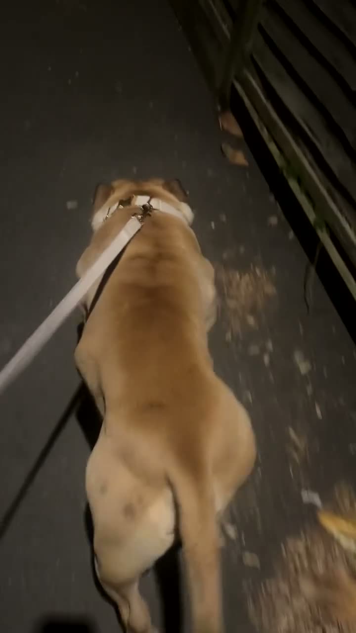 American Bully dogs for stud: STUD ! Kash - Video 3