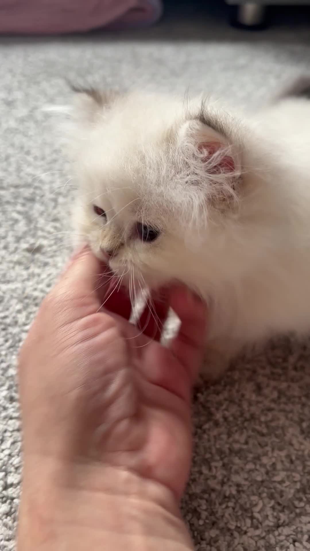 British Longhair cats for sale: British Longhair silver boy - Video 3