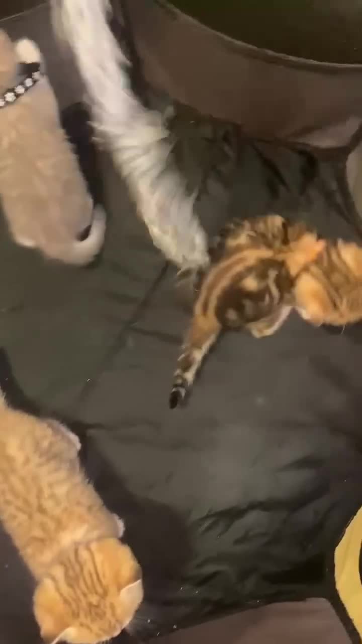 British Shorthair cats for sale: British shorthair kittens  - Video 1