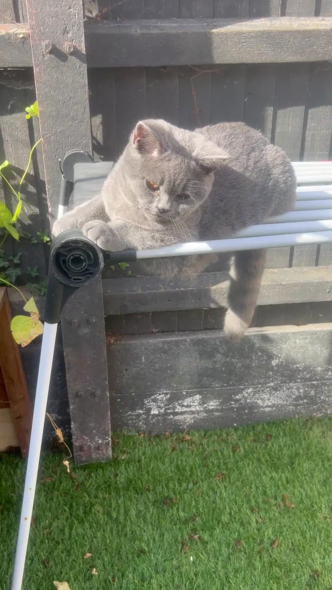 Brazilian Shorthair cats for sale: Last 2 BSH BOYS GCCF registered !!! - Video 3