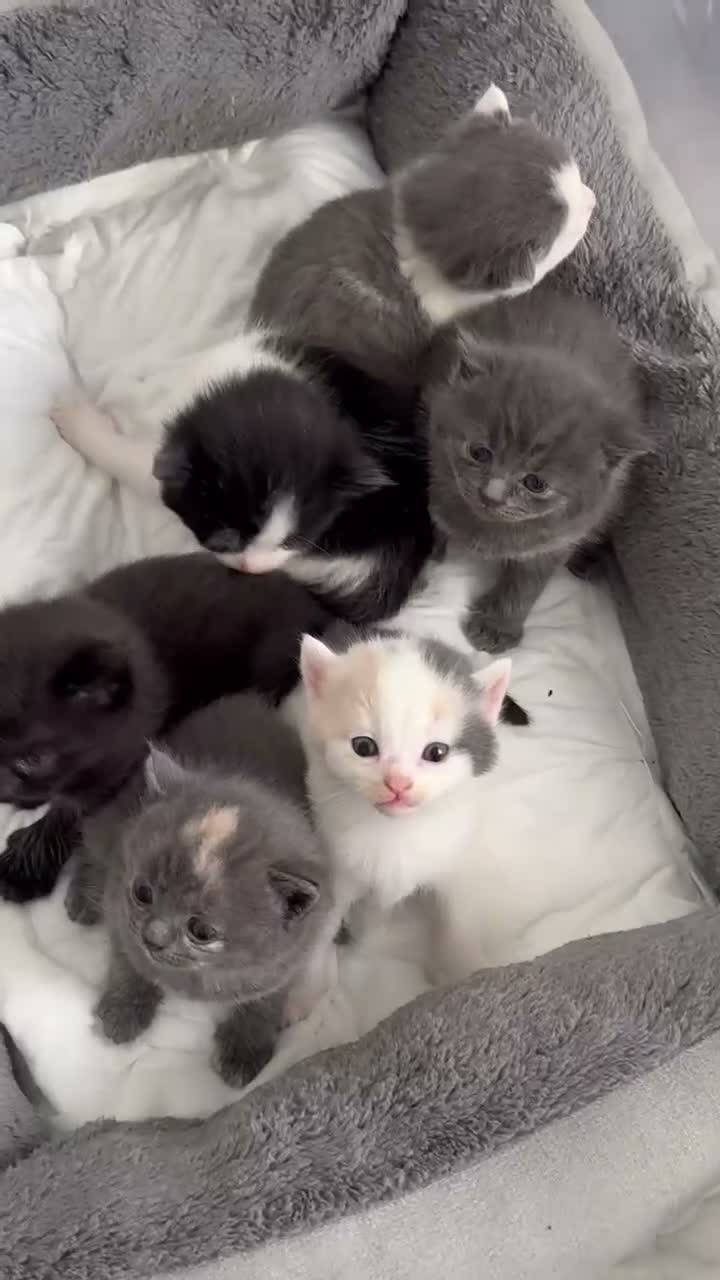 Mixed Breed cats for sale: British Shorthair x Persian Kittens - Video 1
