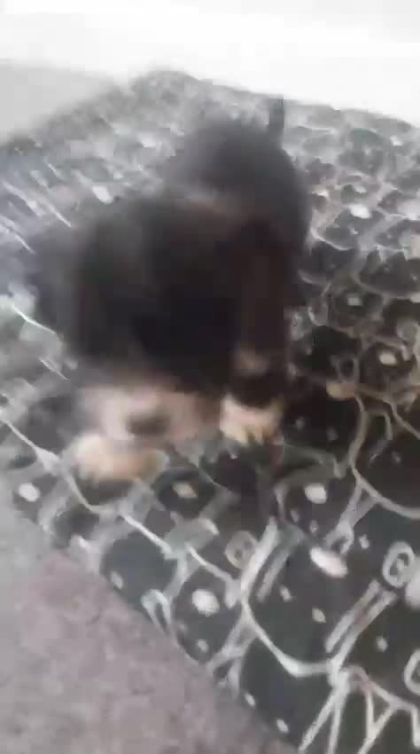 Mixed Breed dogs for sale: beautiful terrier puppies  - Video 2