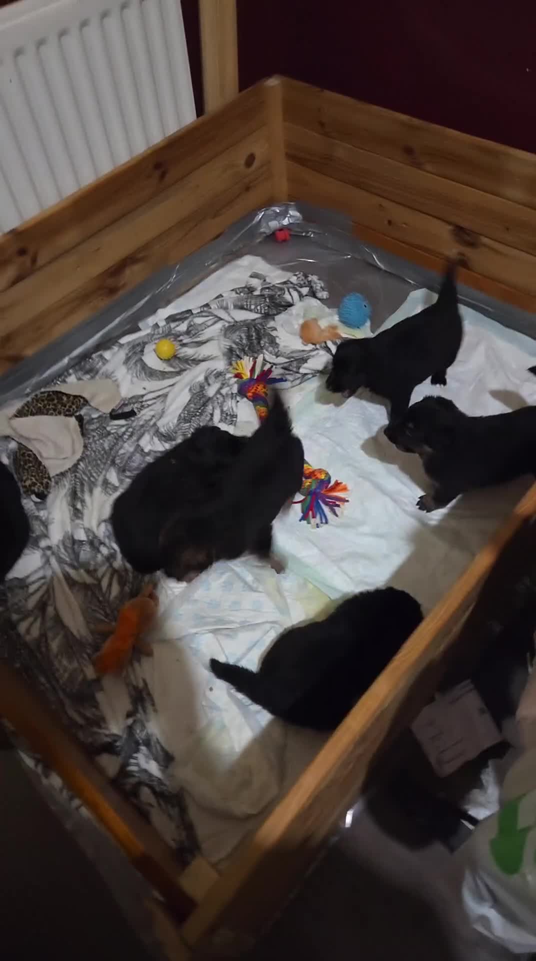 Mixed Breed dogs for sale: Shollie Puppies for Sale - Video 2