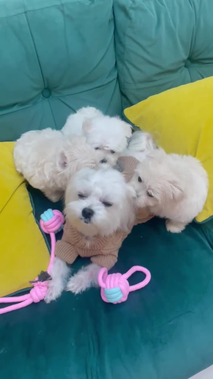 Maltese dogs for sale: 🌟 Premium  ** , 100% Korean Maltese Puppies🌟 - Video 1