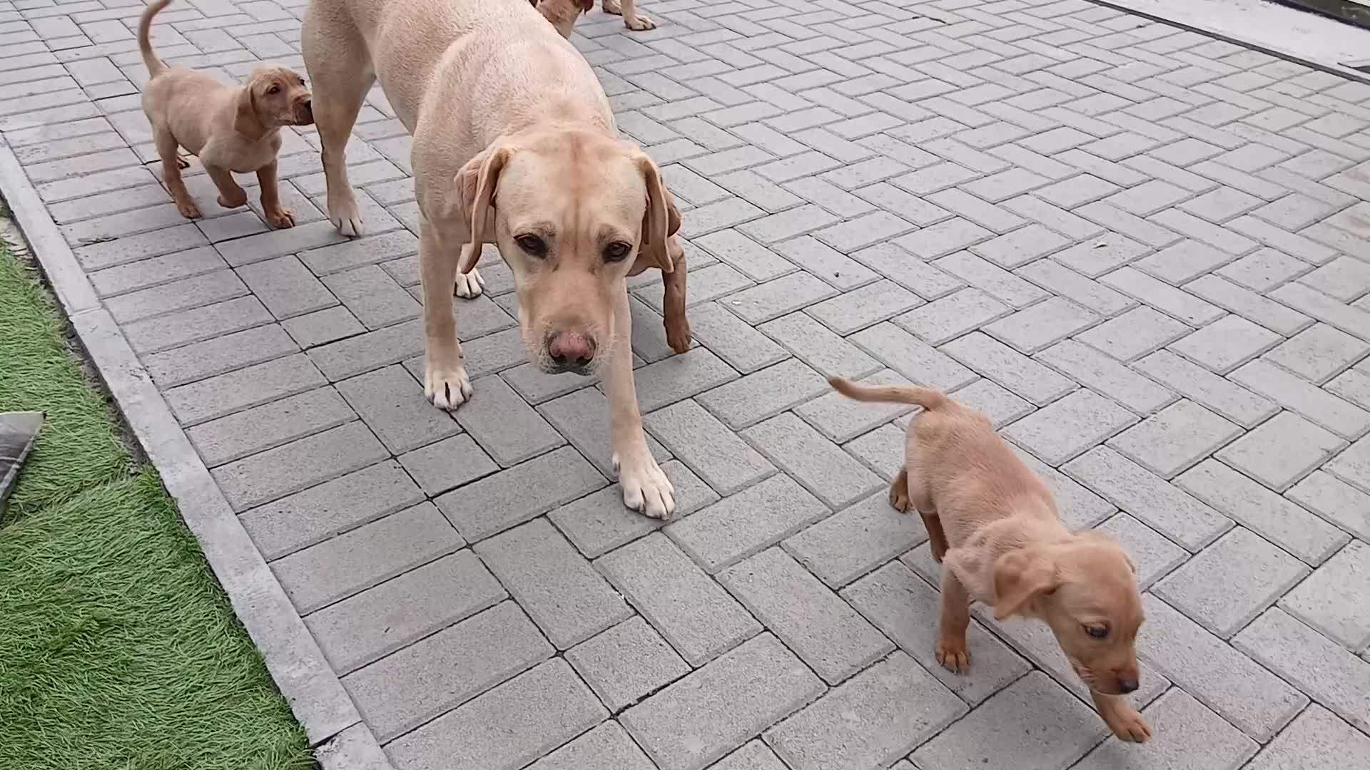 Labrador Retriever dogs for sale: Ready to leave Top quality KC reg labrador pups  - Video 1
