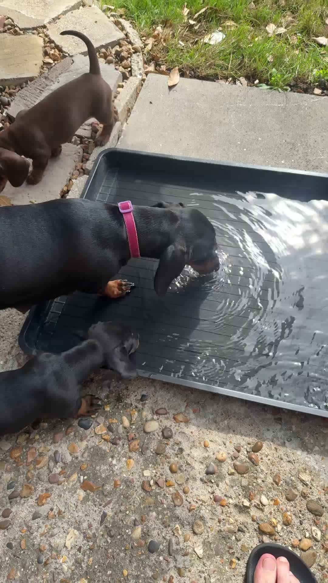 Dachshund dogs for sale: DACHSHUND PUPPY’S - Video 2
