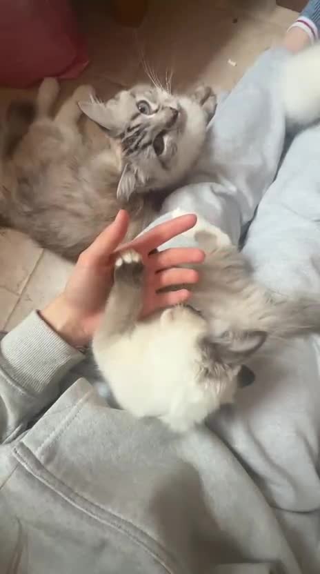 Ragdoll cats for sale: GCCF Registered Kittens - Video 3