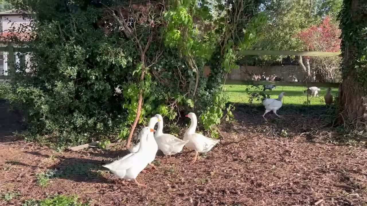 Geese poultry for sale: Female geese - Video 2