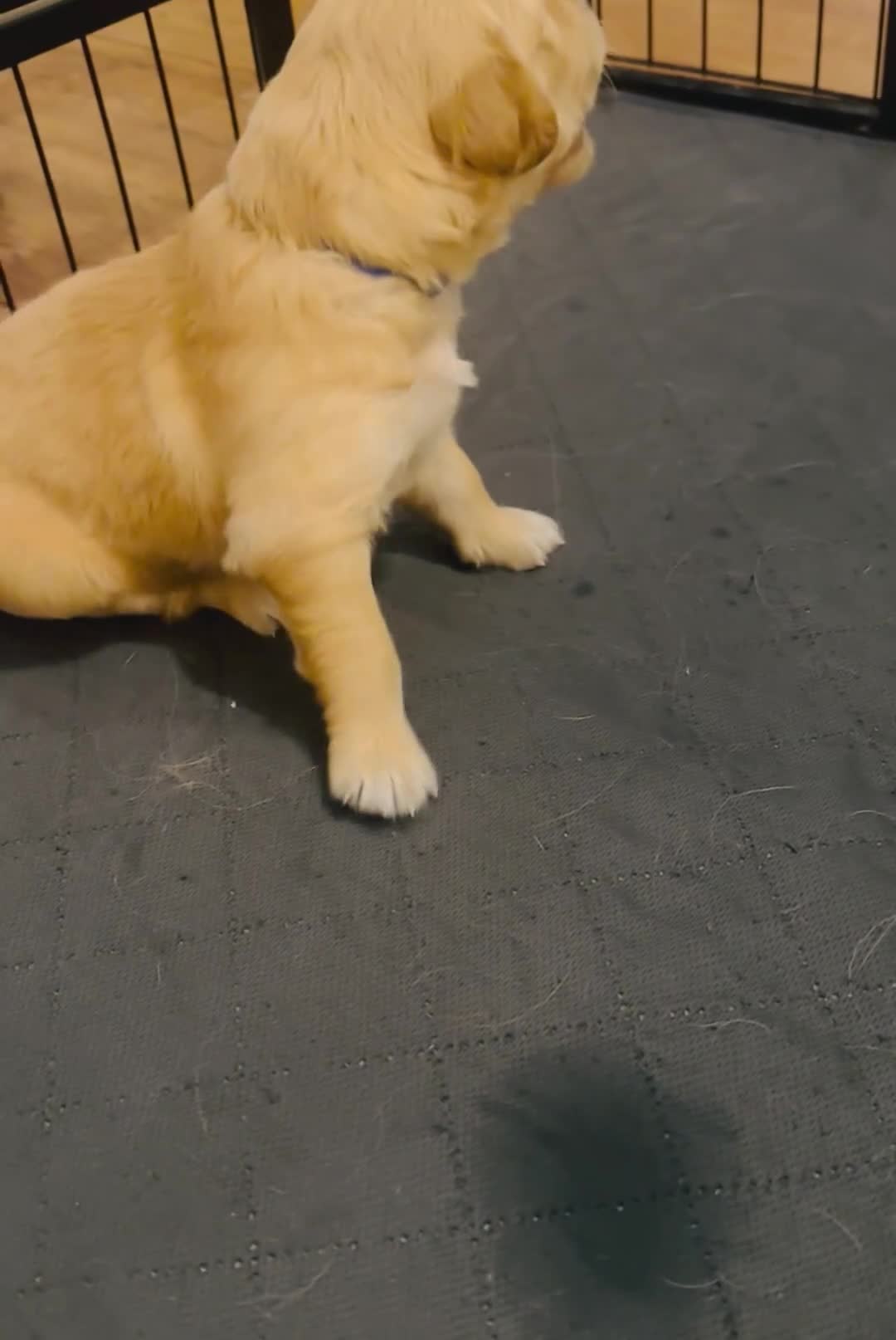 Golden Retriever dogs for sale: KC Registered Golden Retriever Puppies Parents HC - Video 3