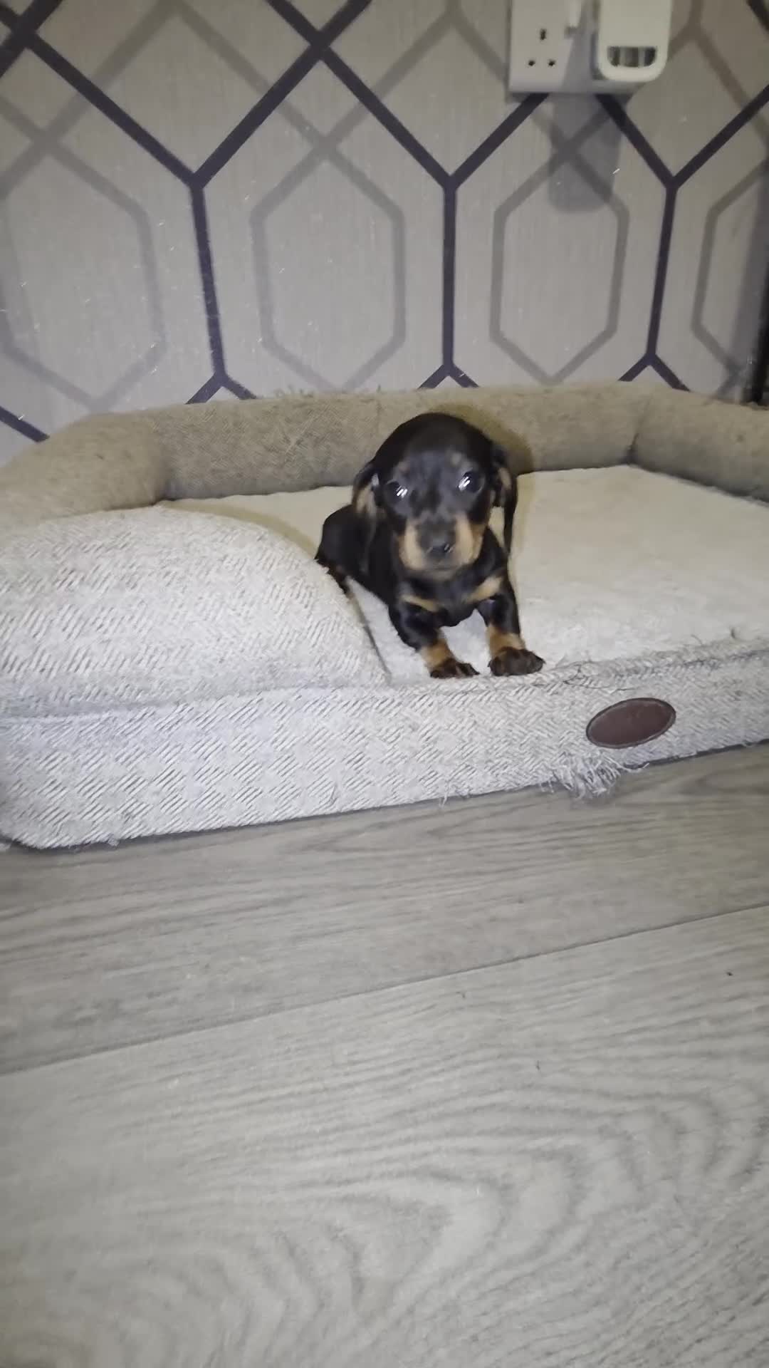Miniature Dachshund dogs for sale: Kc registered quality mini dachshund puppies - Video 1