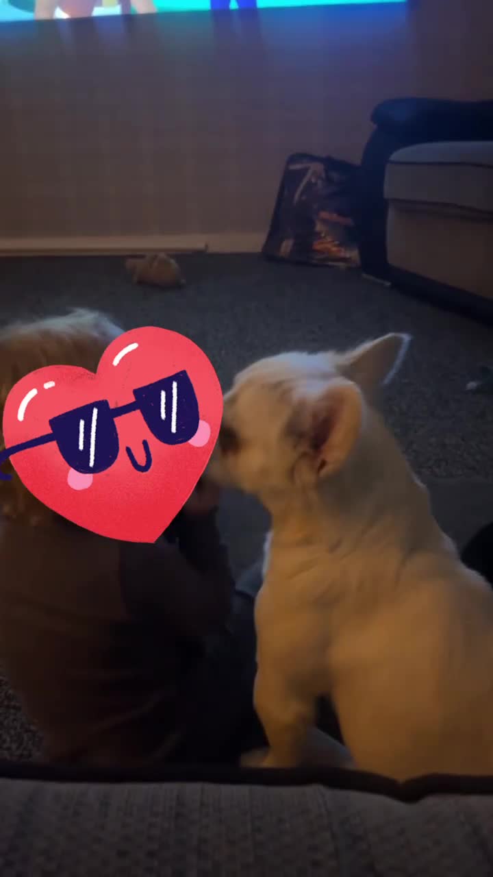 French Bulldog dogs for sale: Looking for a forever home for poppy  - Video 2