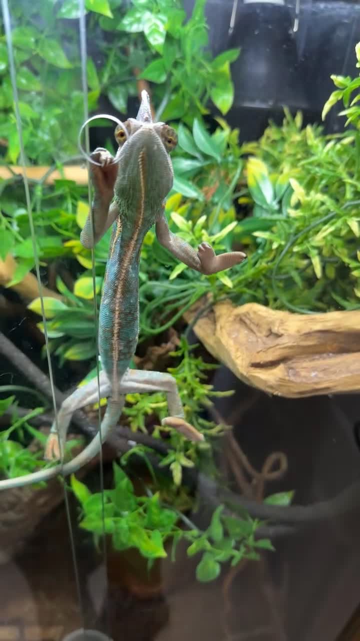 Chameleon reptiles for sale: veiled chameleon  in Blackwood - Video 1