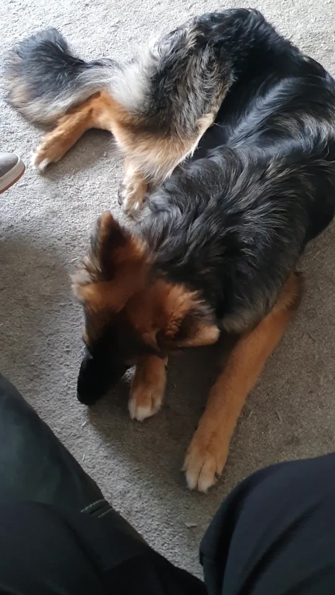 German Shepherd dogs for sale: German shepherd female  - Video 1