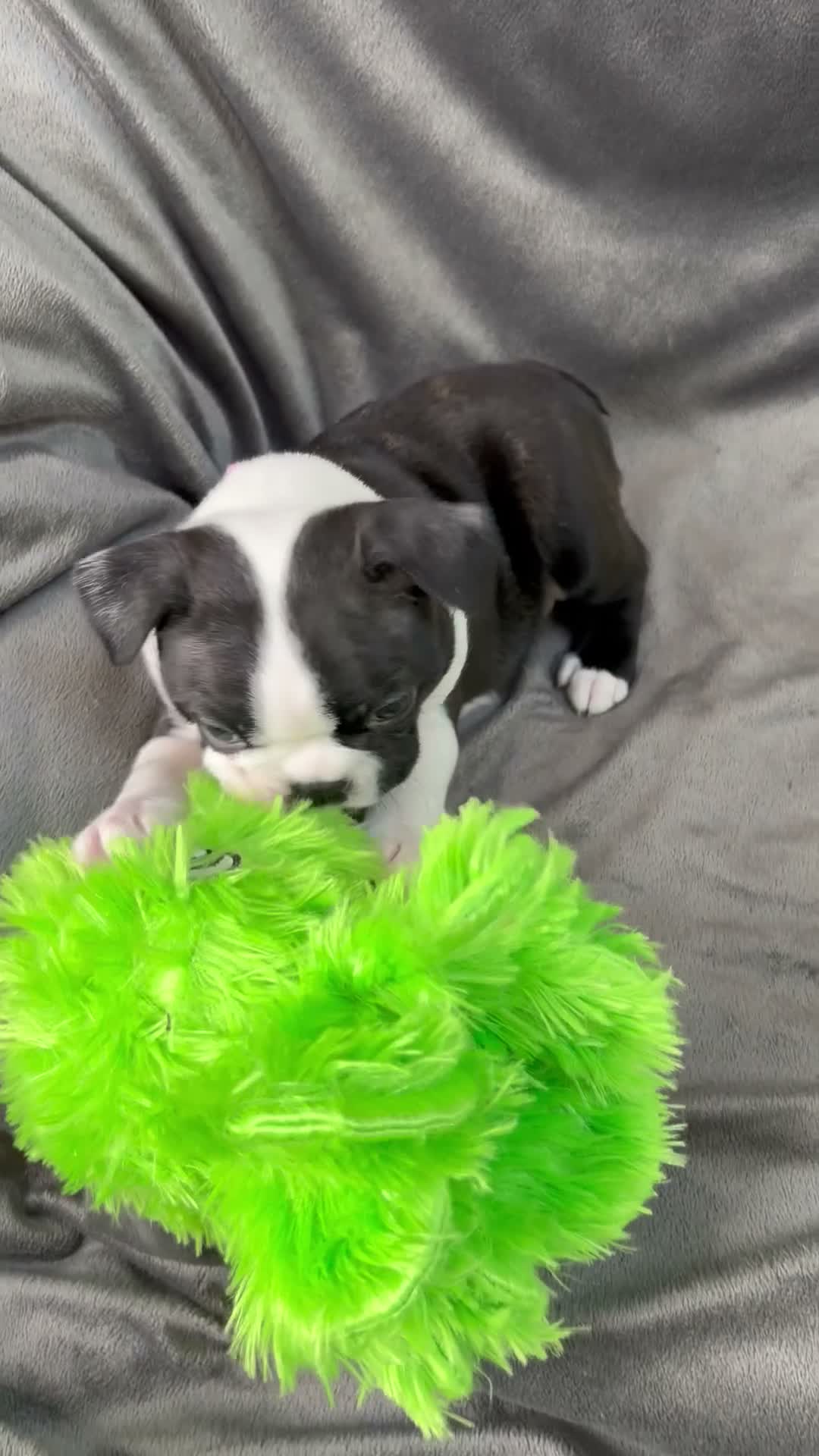 Boston Terrier dogs for sale: Bostixon KC Registered Boston Terrier Puppies - Video 1