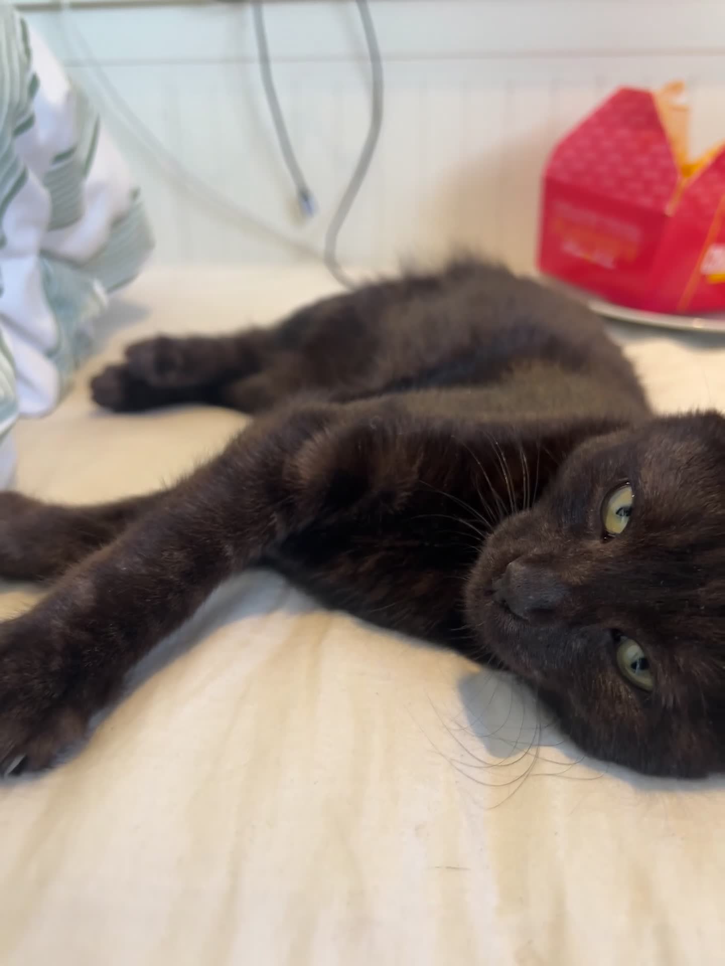 Mixed Breed cats for sale: Kitten for sale  - Video 2