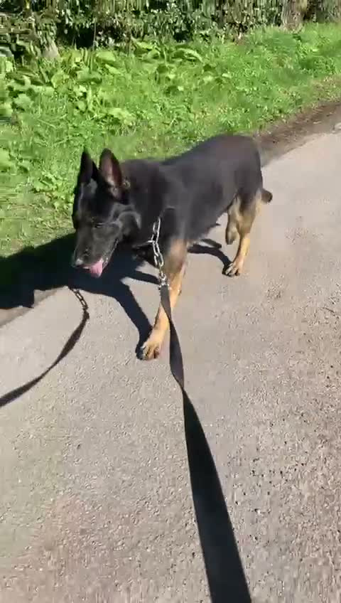 Belgian Shepherd Dog dogs for stud: Belgium Malinois for stud  in Telford - Video 1