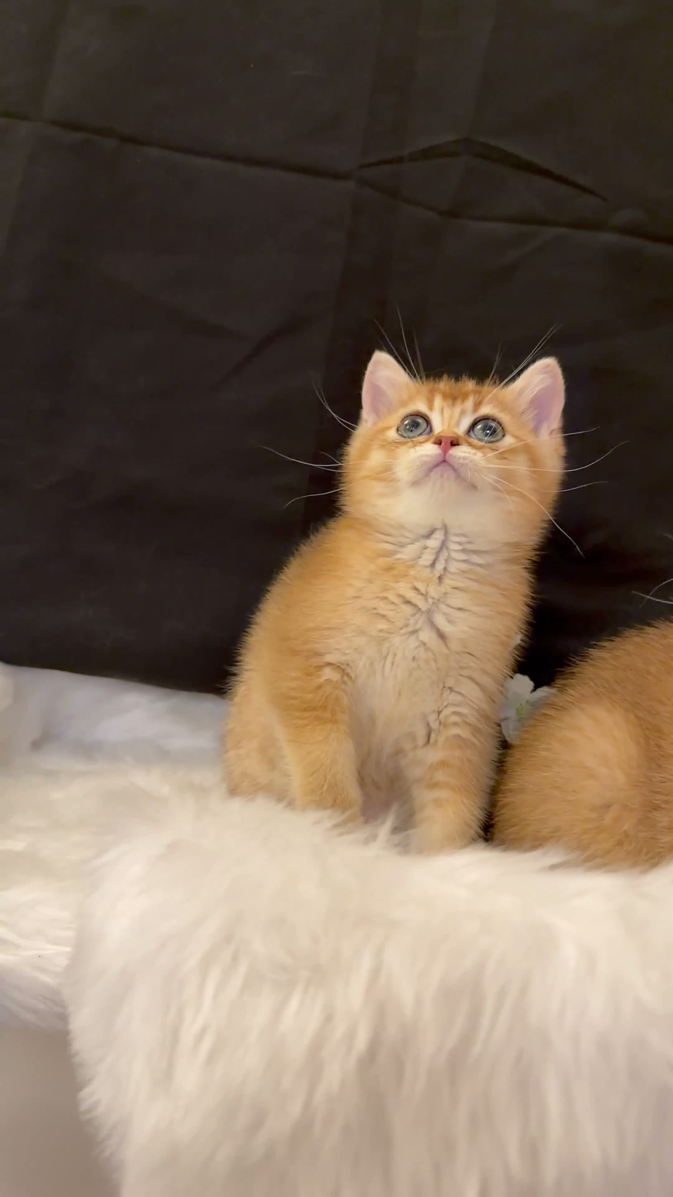 British Shorthair cats for sale: Golden BSH 100% Pure pedigree Registered - Video 1