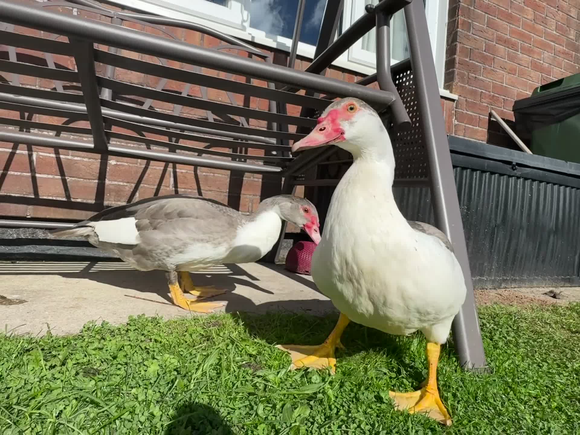 Ducks poultry for sale: GREY MUSCOVY DUCKS - very friendly - Video 2