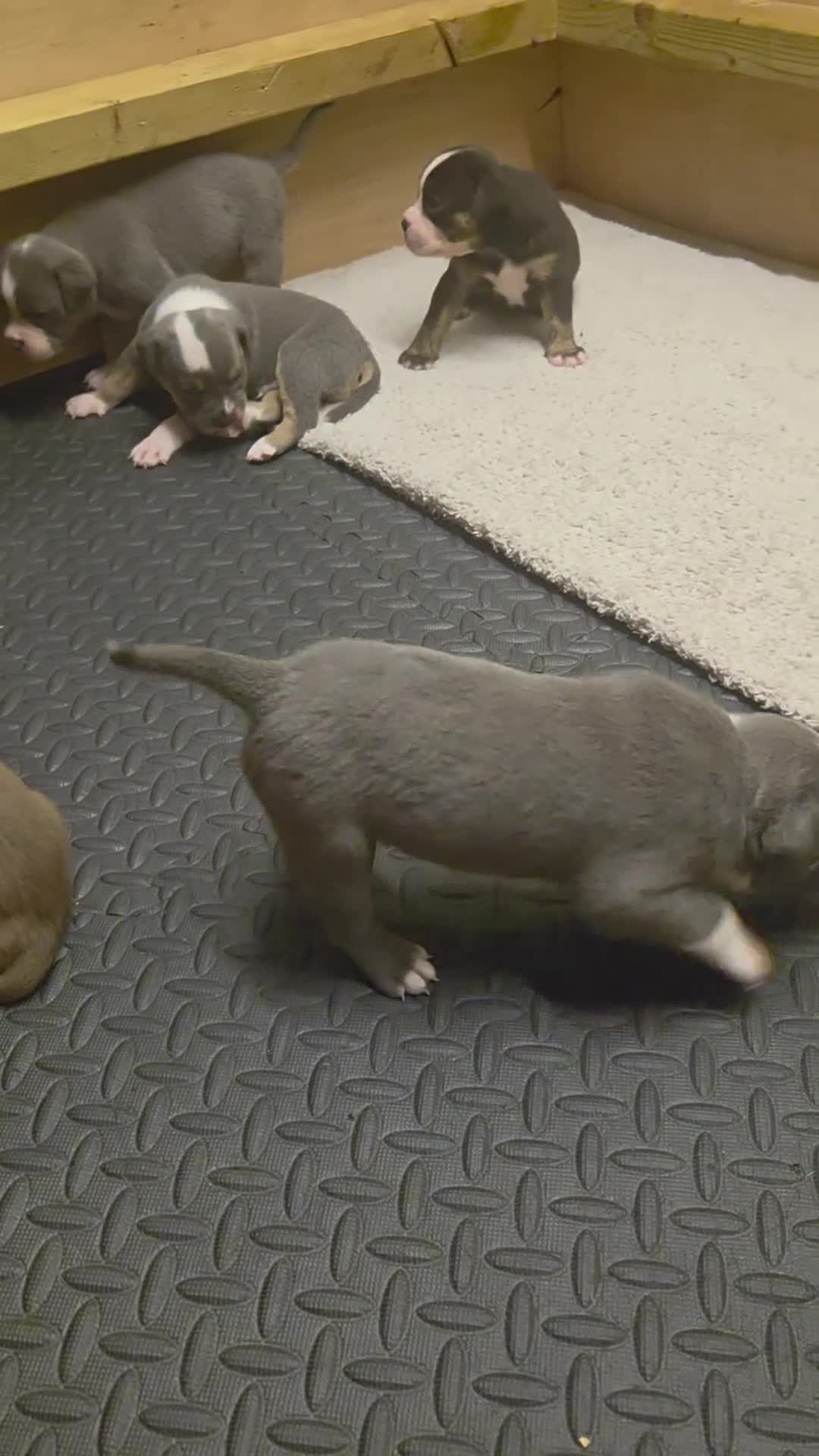 Old Tyme Bulldog dogs for sale: Old tyme bulldogs  in Batley - Video 1