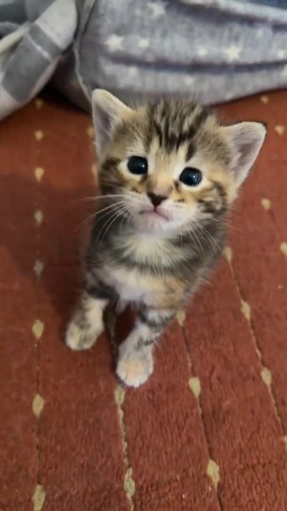 Bengal cats for sale: Adorable Fluffy Kitten Seeking Loving Forever Home in Coventry - Video 1