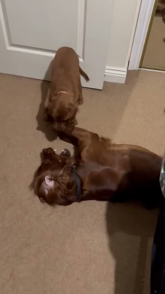 Irish Setter dogs for sale: Irish Setter Puppy - Video 4