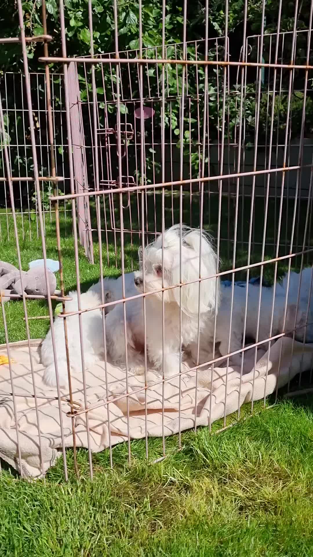 Maltese dogs for sale: One Maltese boy  100% pure breed   - Video 1