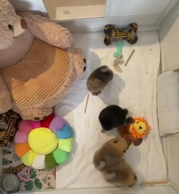 Pomeranian dogs for sale: RARE TINY& 1 BOY LEFT;300G AT 10 WEEKS💙40+🏆lines - Video 1