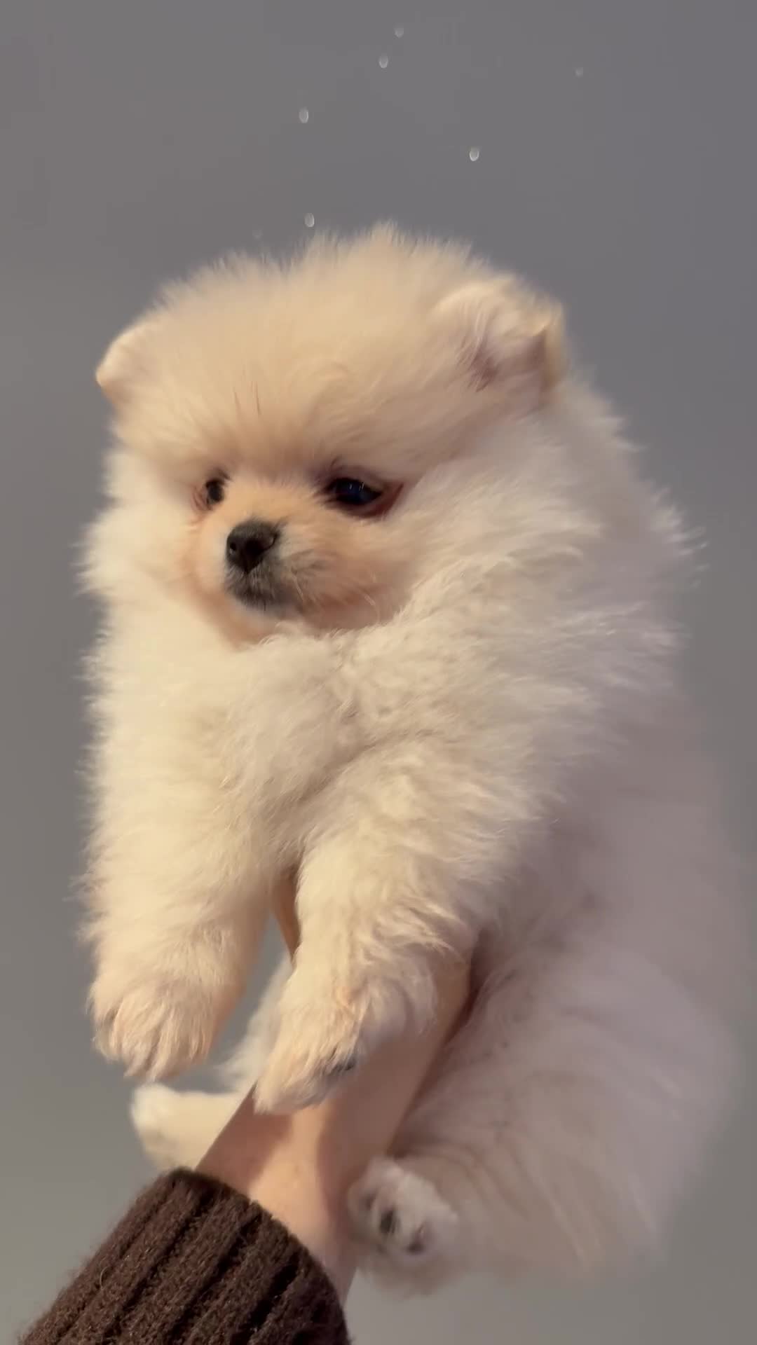 Pomeranian dogs for sale: Outstanding Pomeranian puppies  - Video 1
