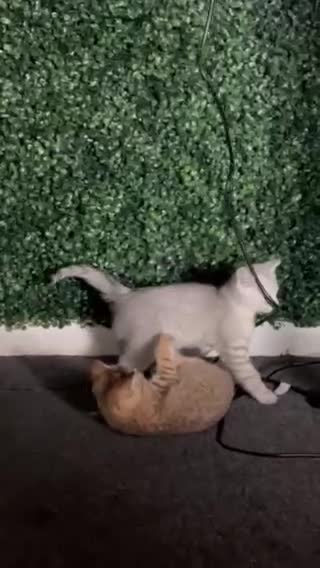 British Shorthair cats for sale: BHS x kittens - Video 3