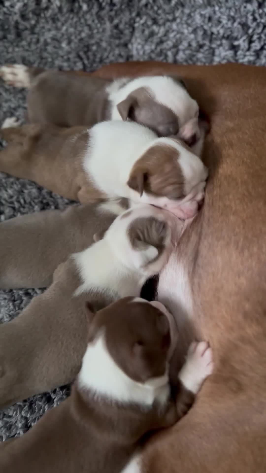 Boston Terrier dogs for sale: 2 females left !!!!!!! - Video 1