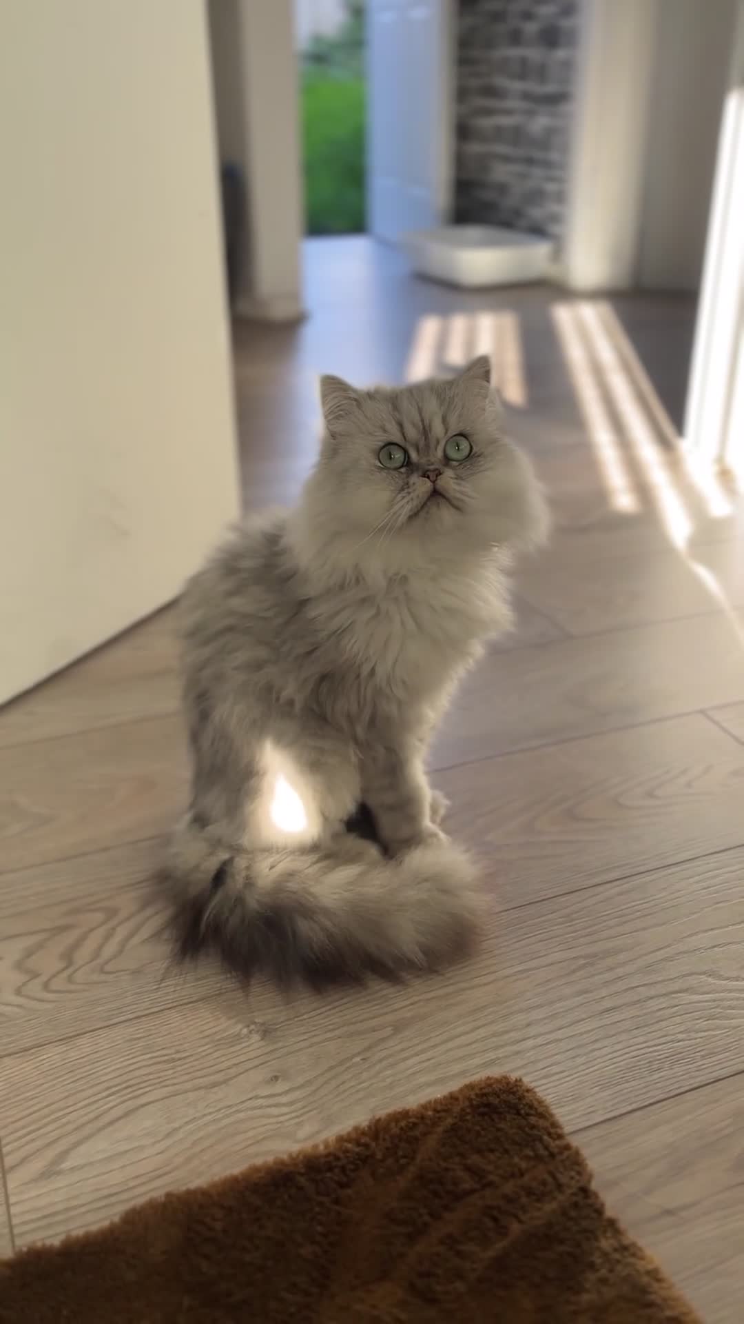 Persian cats for sale: Persian Male Cat - Video 2