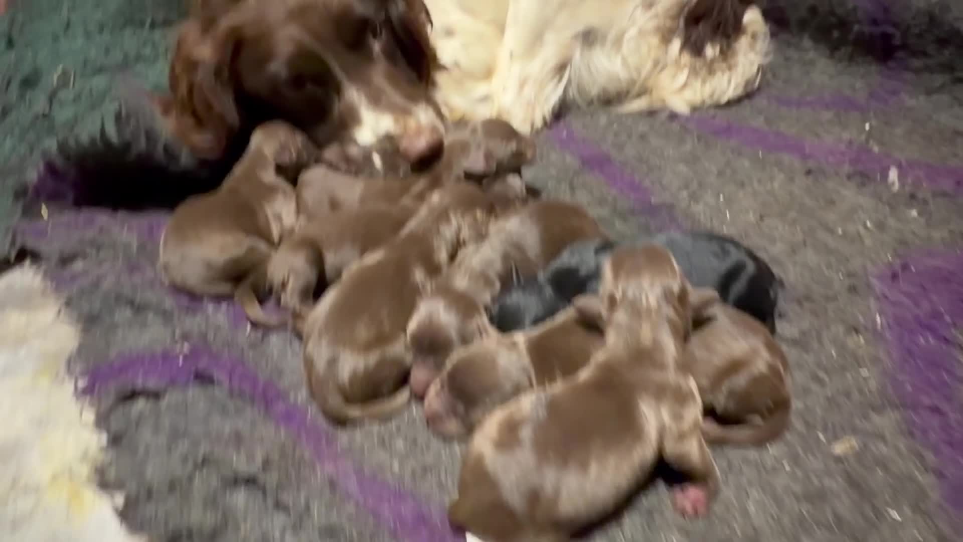 Springador dogs for sale: Springerdors raised in a busy family home  in Peterborough - Video 1