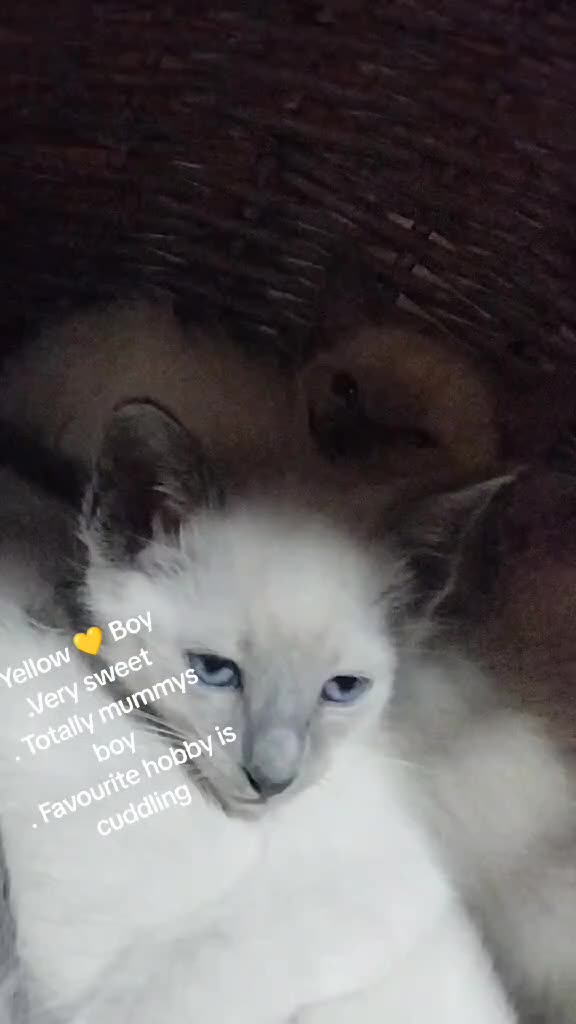 Siamese cats for sale: Absolutely Exceptional  - Video 4