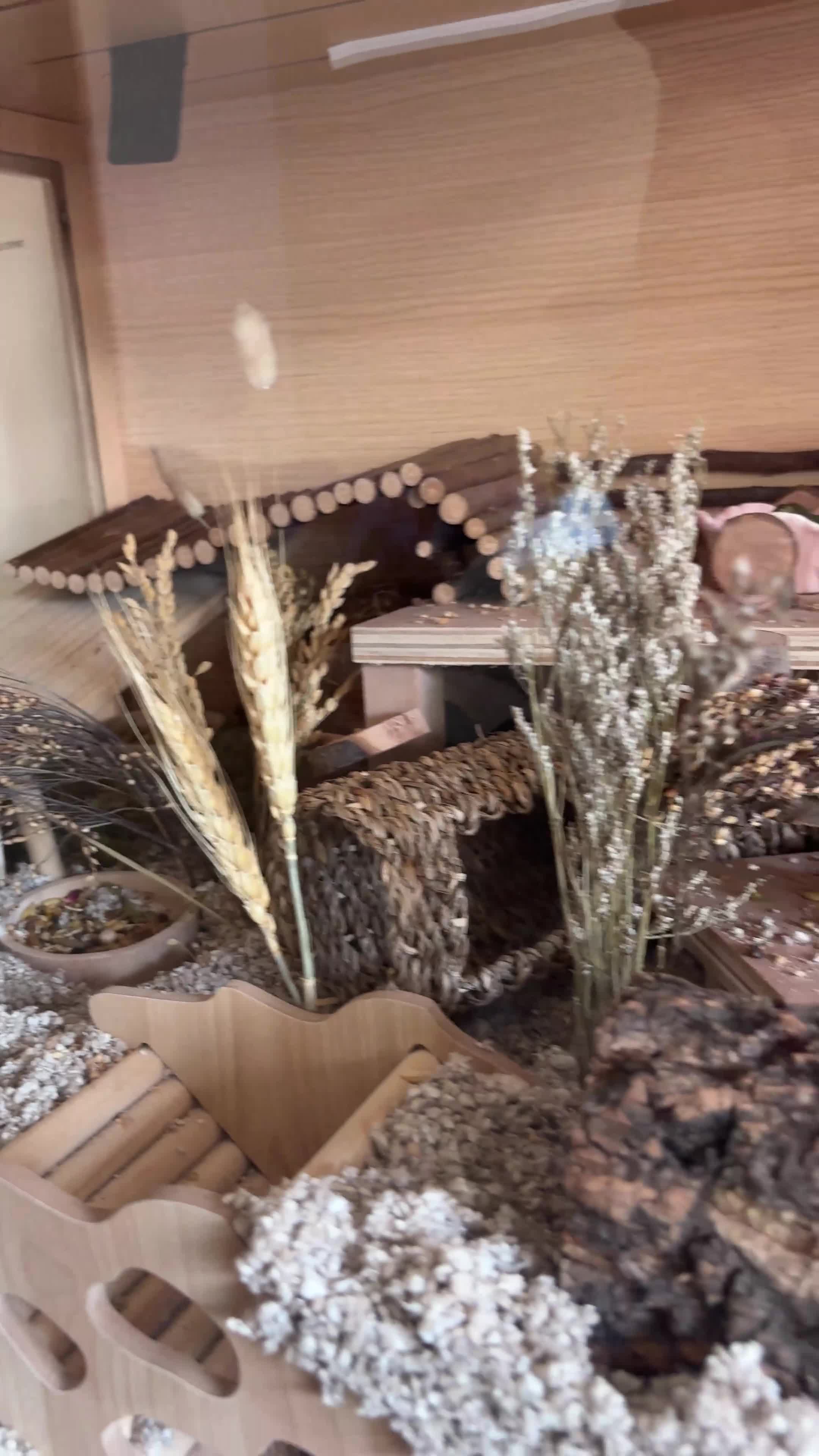 Hamster rodents for sale: Beautiful Complete Syrian Hamster + Setup - Video 2