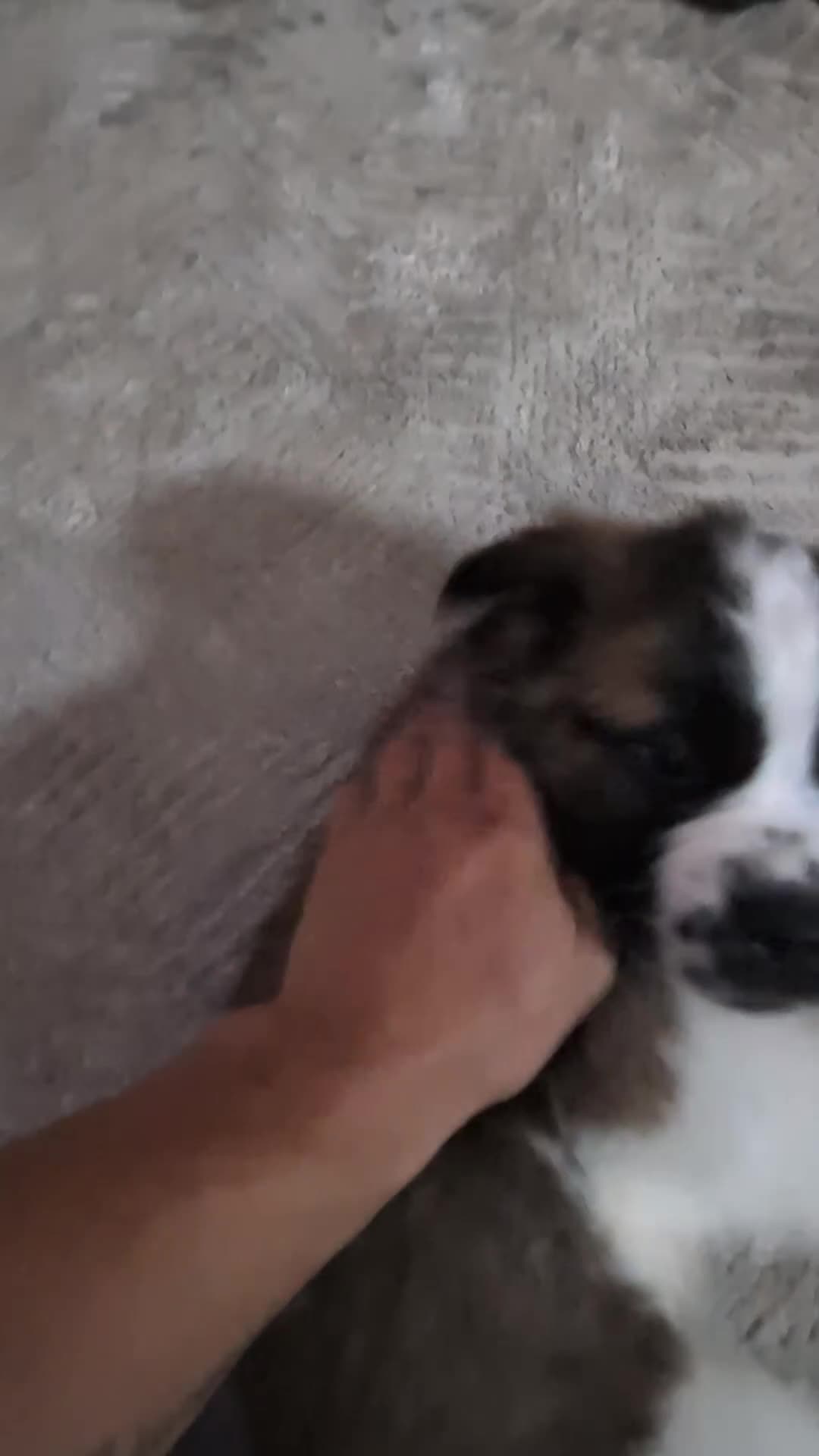 Saint Bernard dogs for sale: Saint Bernards KC registered, Hip and Elbow scored - Video 1
