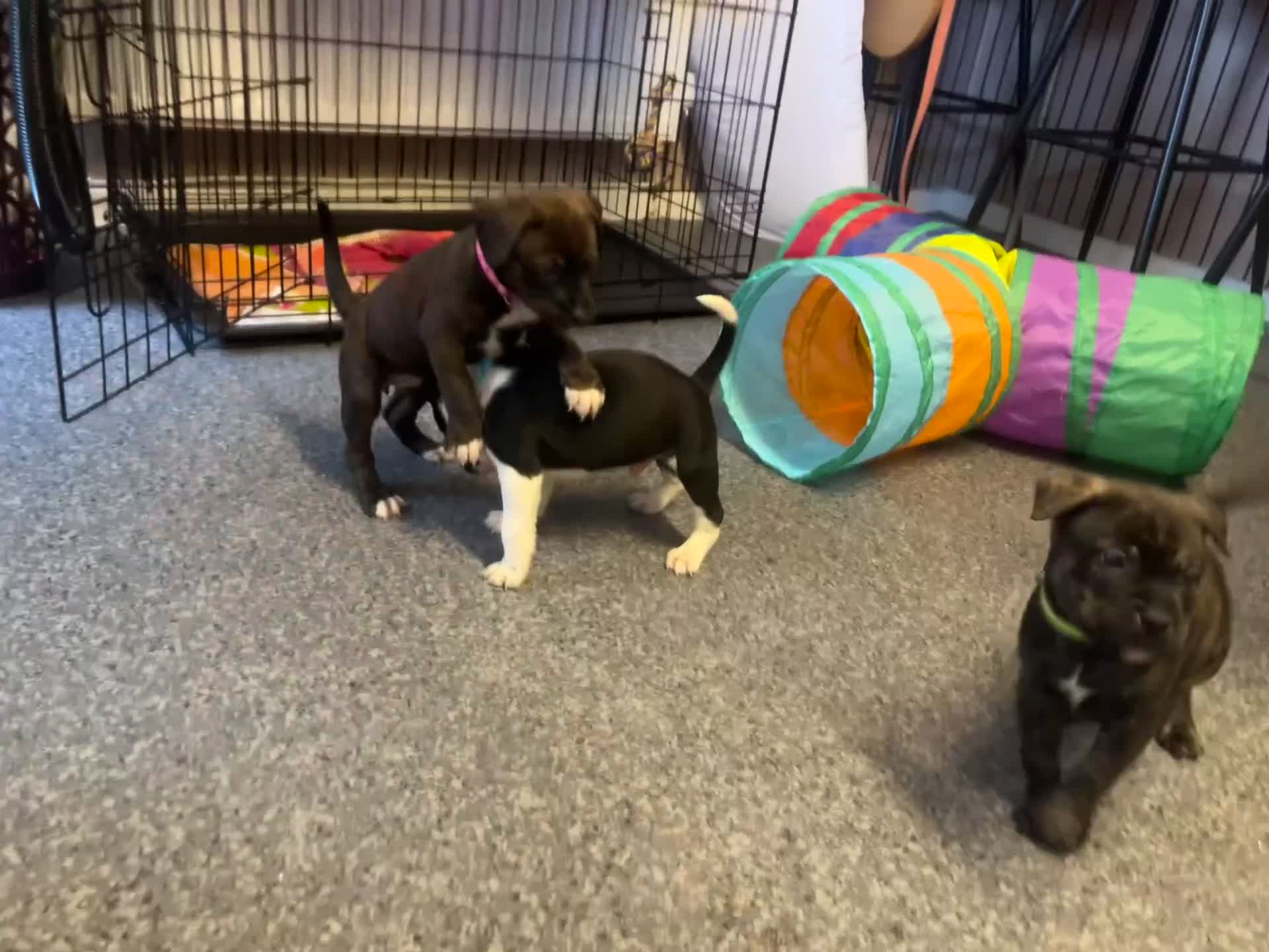 Staffordshire Bull Terrier dogs for sale: Blue American staffies - Video 1