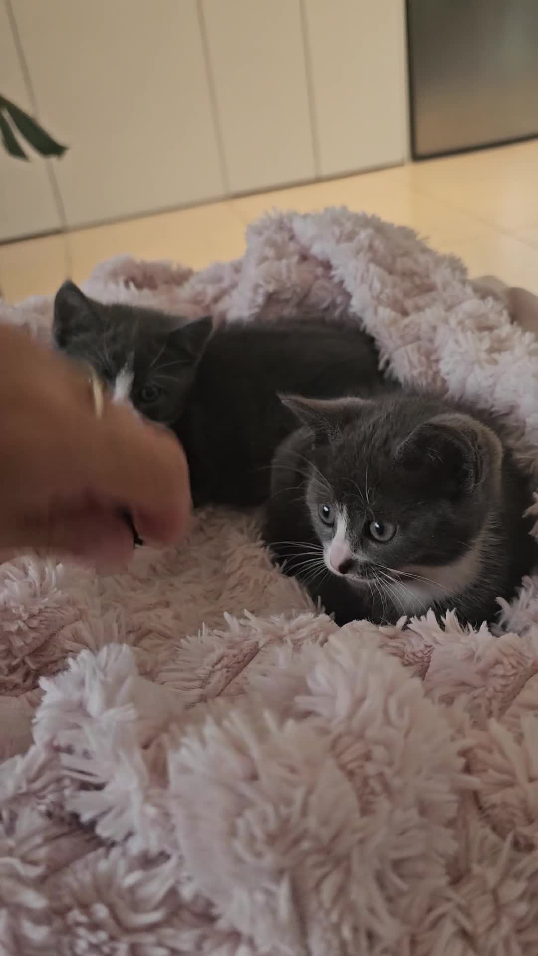 Russian Blue cats for sale: Russian Blue mixed British Short Hair - Video 1